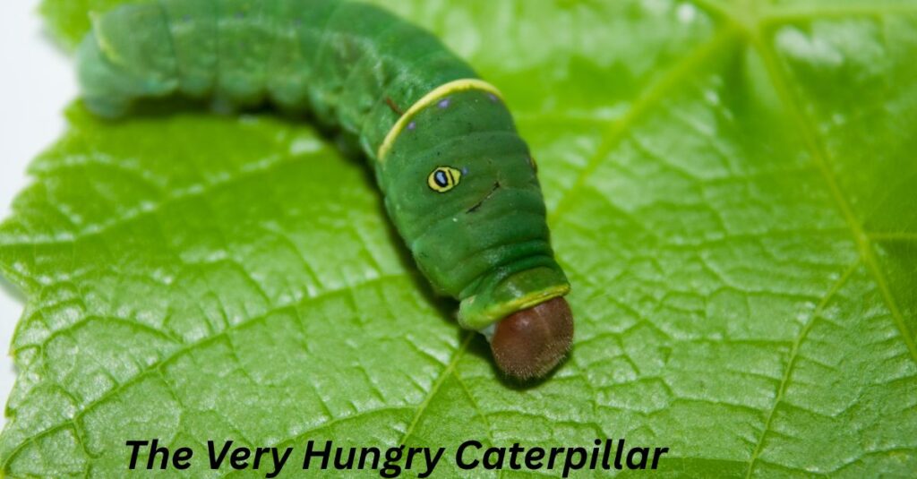 the very hungry caterpillar